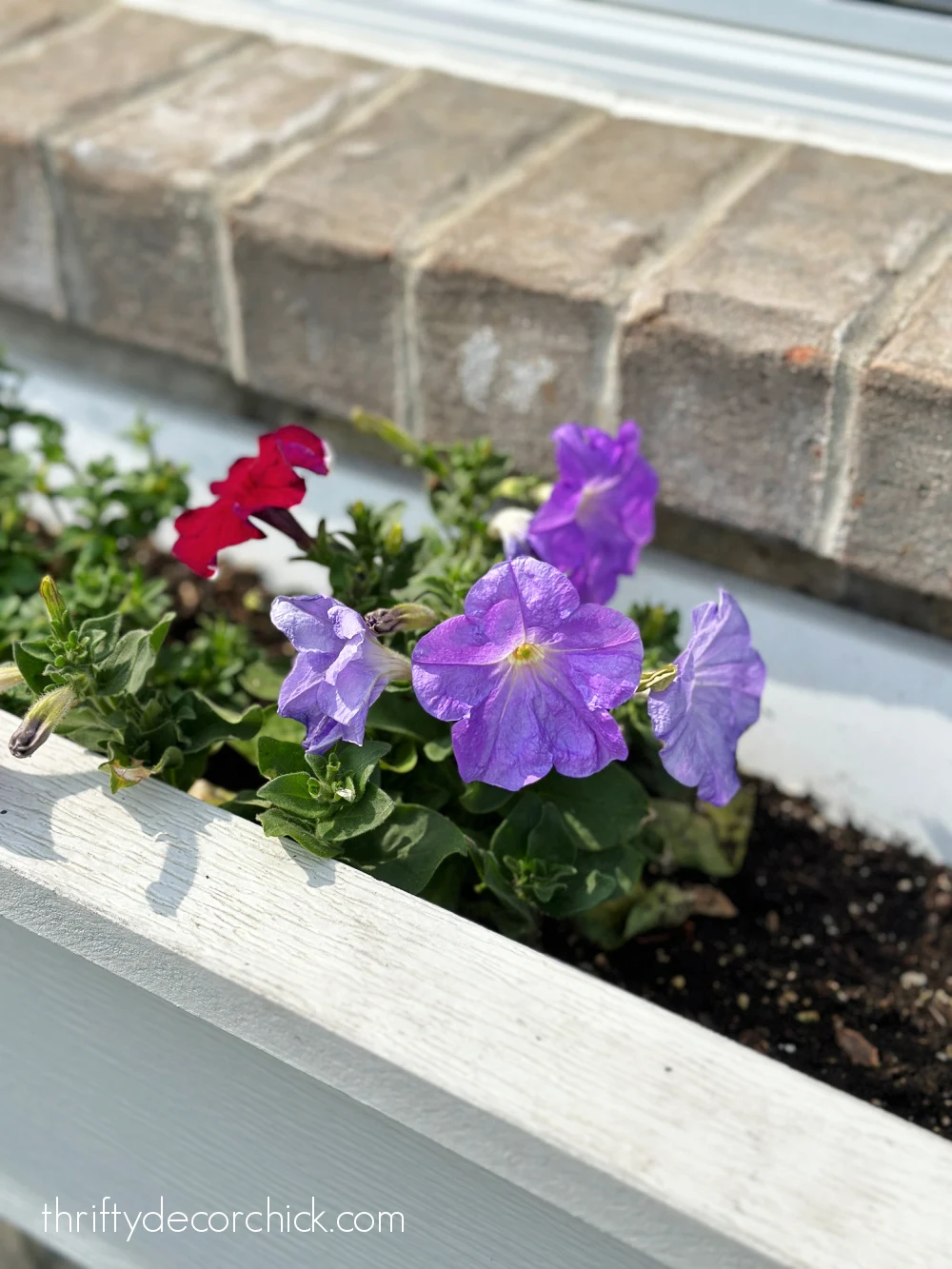 petunias in window box